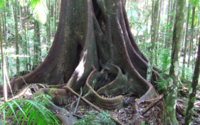 Queensland Government’s Nature Refuge Landholder Grants Program open now