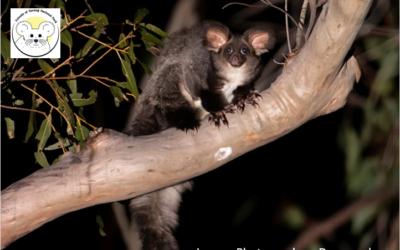 Artificial Hollows for Greater Gliders in Nerang National Park