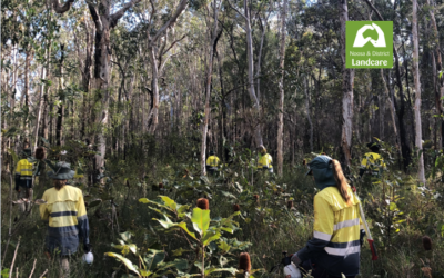 Cooroibah & North Shore Fire Zone Ecological Repair Project