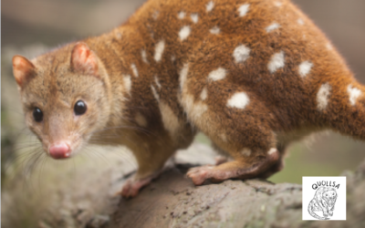 Surveys and Public Education for the Spotted-tailed Quoll in South East Queensland