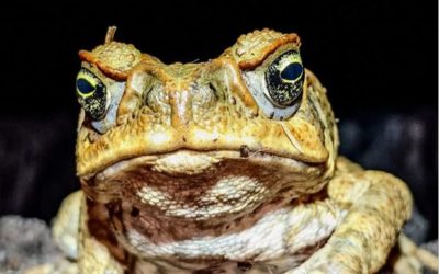 The Great Cane Toad Bust