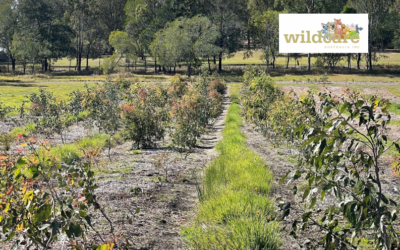 Wildlife Fodder Plantation