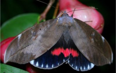 On the path to resilience – restoring rainforest and bringing back the Southern Pink Underwing Moth