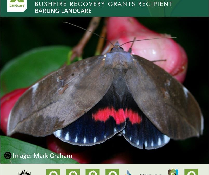 On the path to resilience – restoring rainforest and bringing back the Southern Pink Underwing Moth