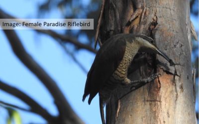 Recovery Action Critical for Scenic Rim Wildlife Corridors