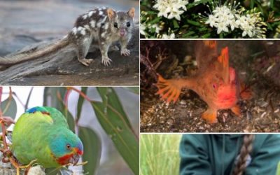 Queensland Threatened species research grants – Round 2