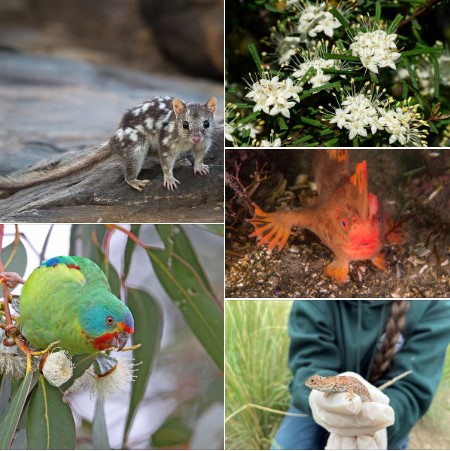Queensland Threatened species research grants – Round 2
