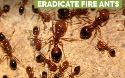 Fire Ant Funding Success