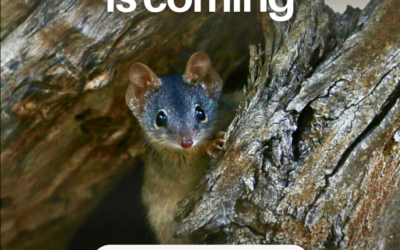 National Eucalypt Day March 23