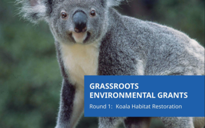 Round 1: Koala Habitat Restoration of the Queensland