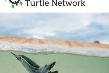 Queensland Marine Turtle Network grants